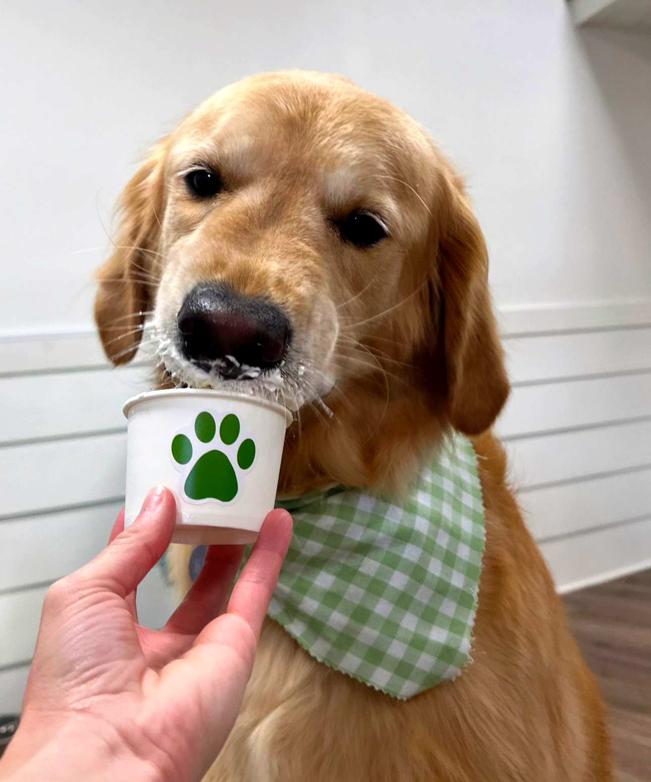 puppuccino