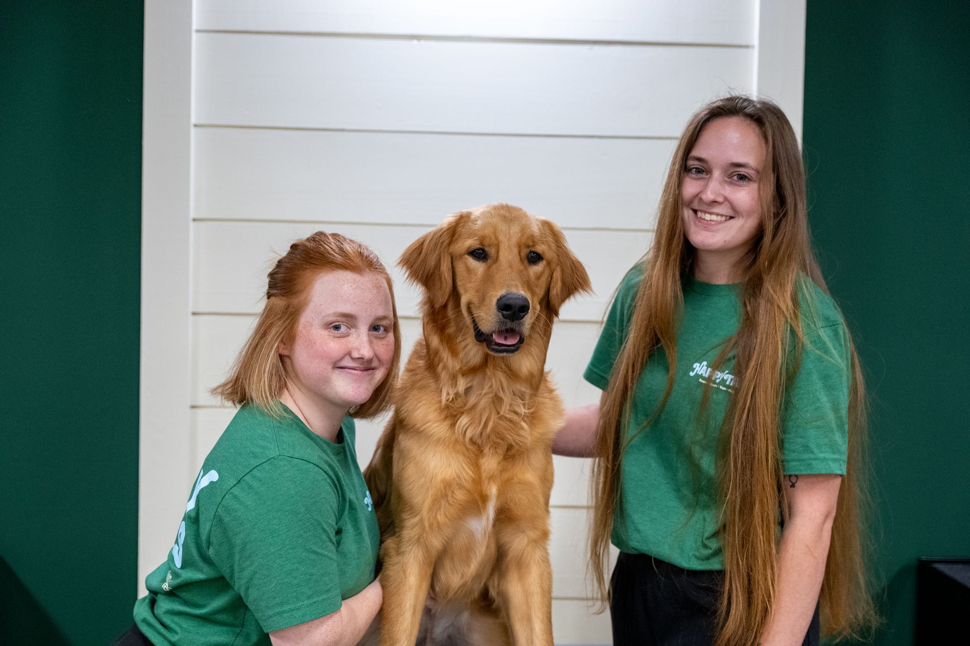 golden retriever grooming