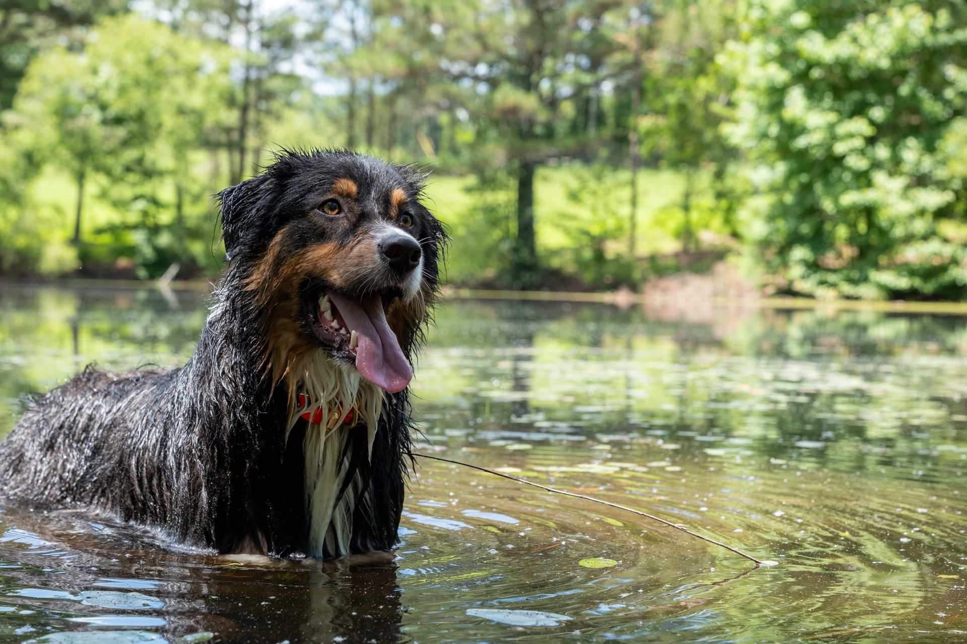 dog swimming in pond