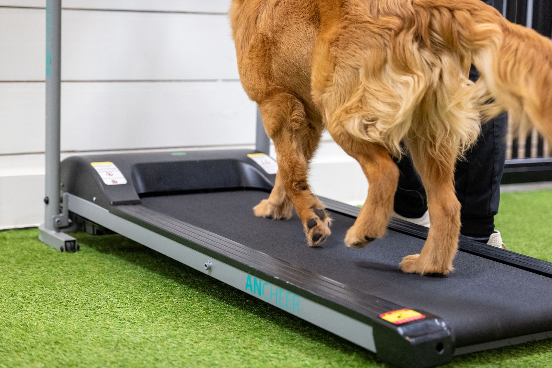 dog treadmill