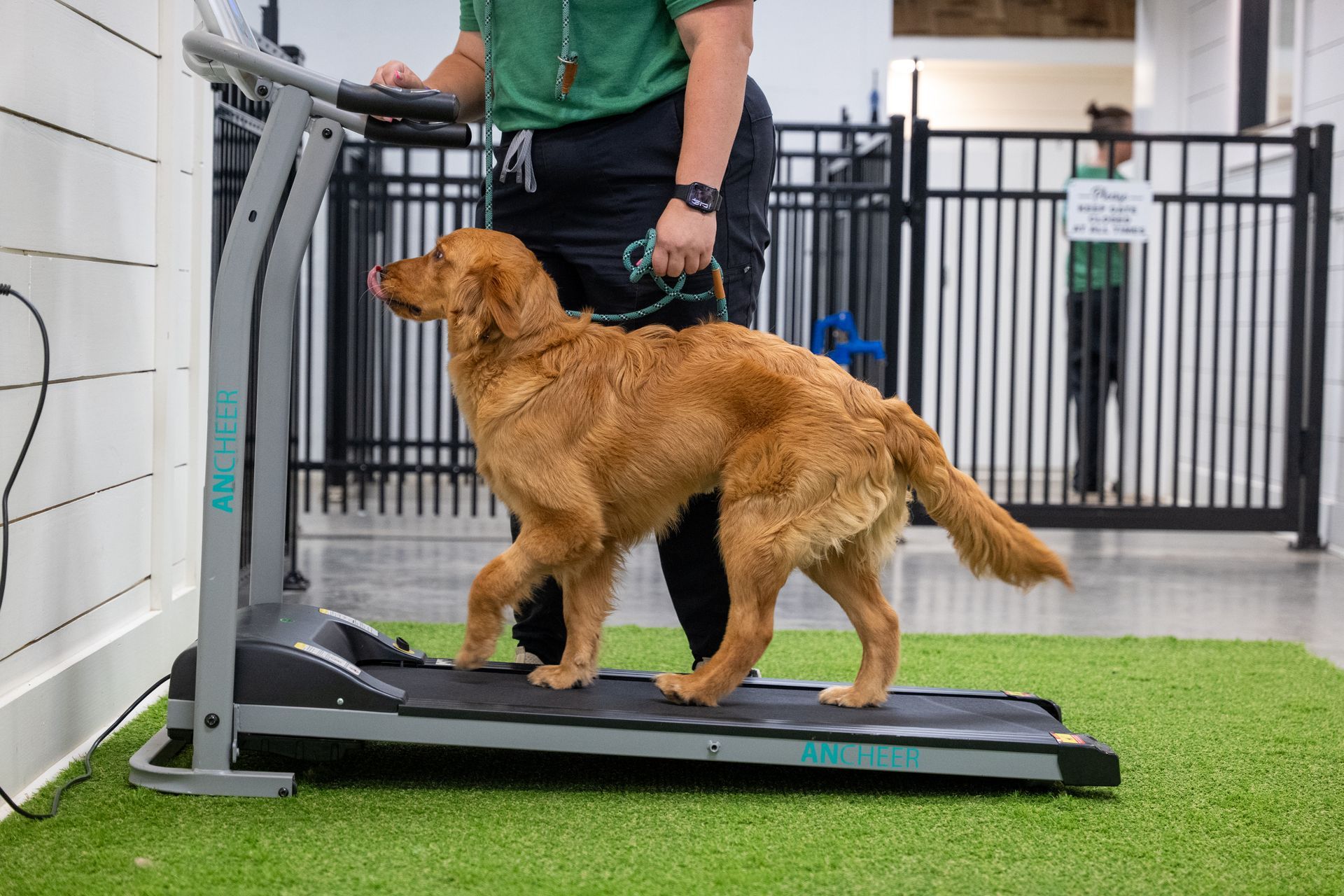 dog walking on treadmill