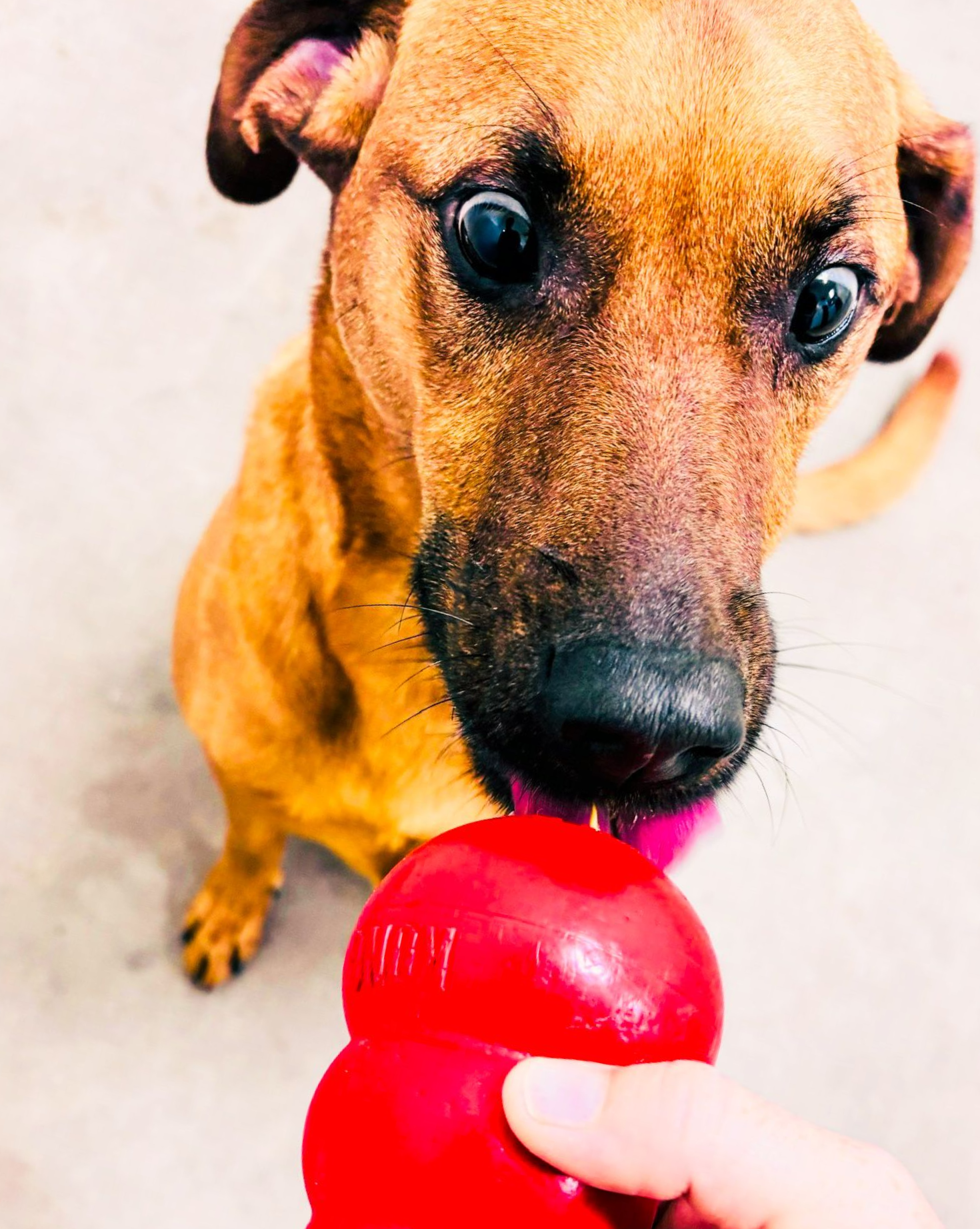 kong