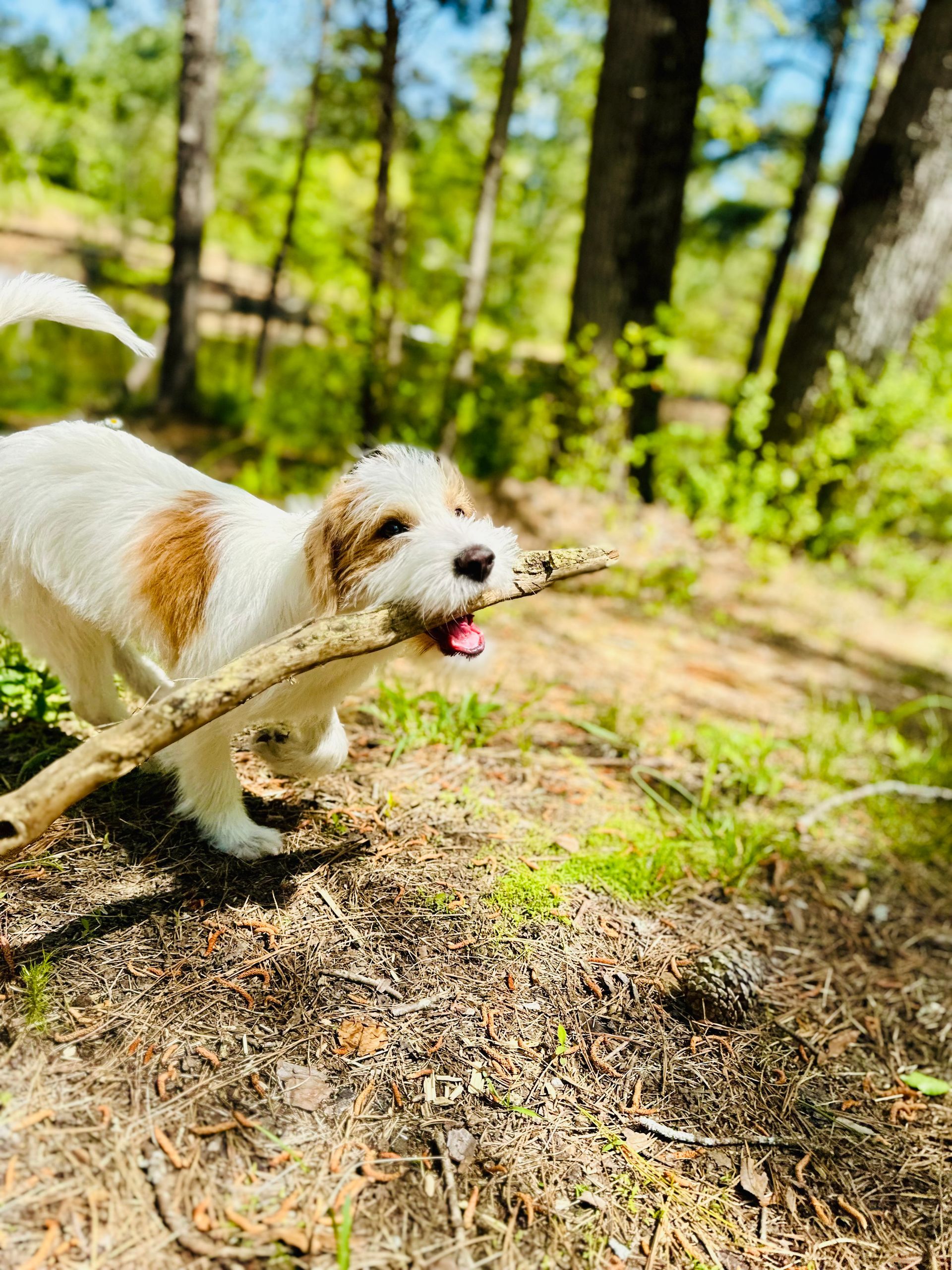 dog park