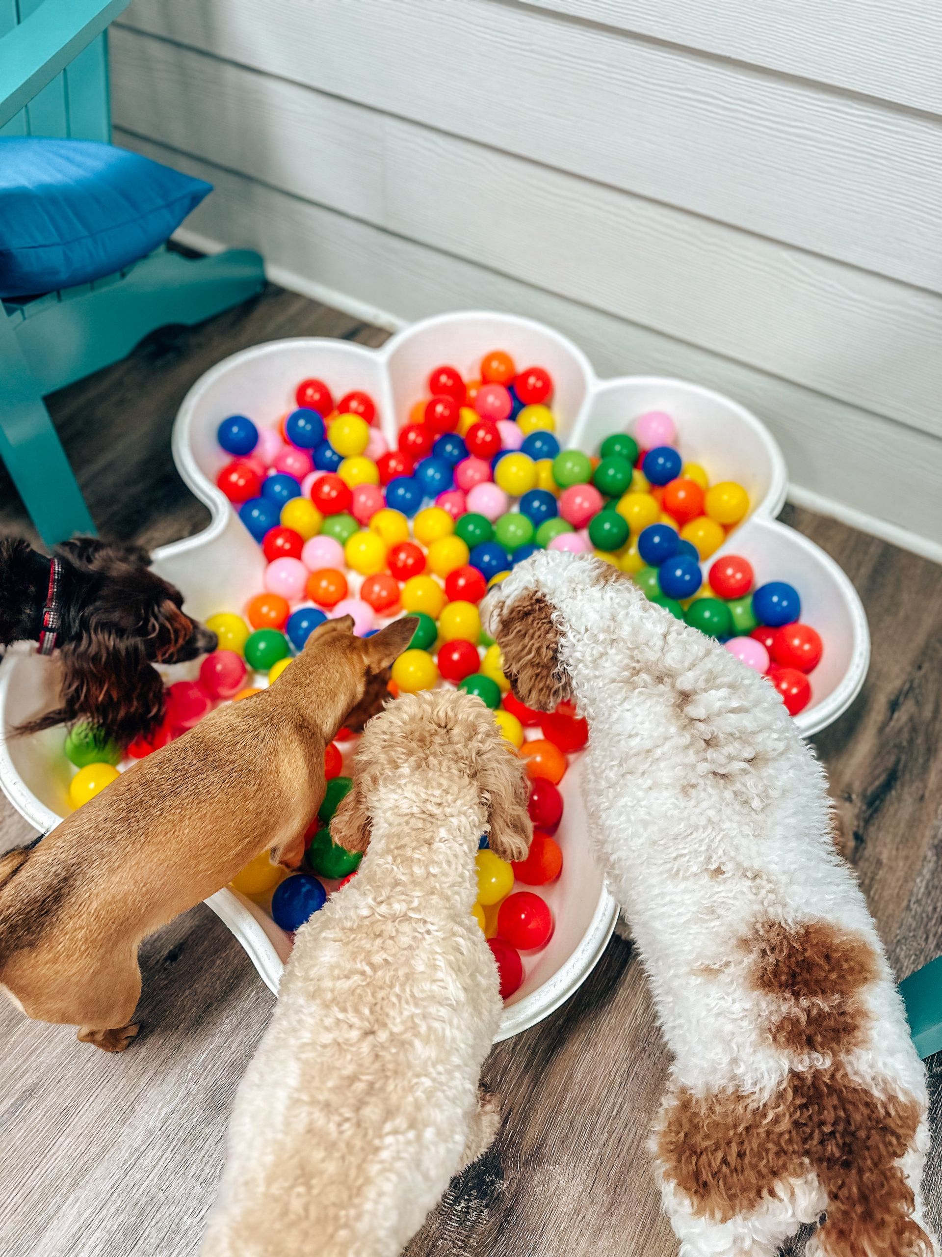 dog enrichment