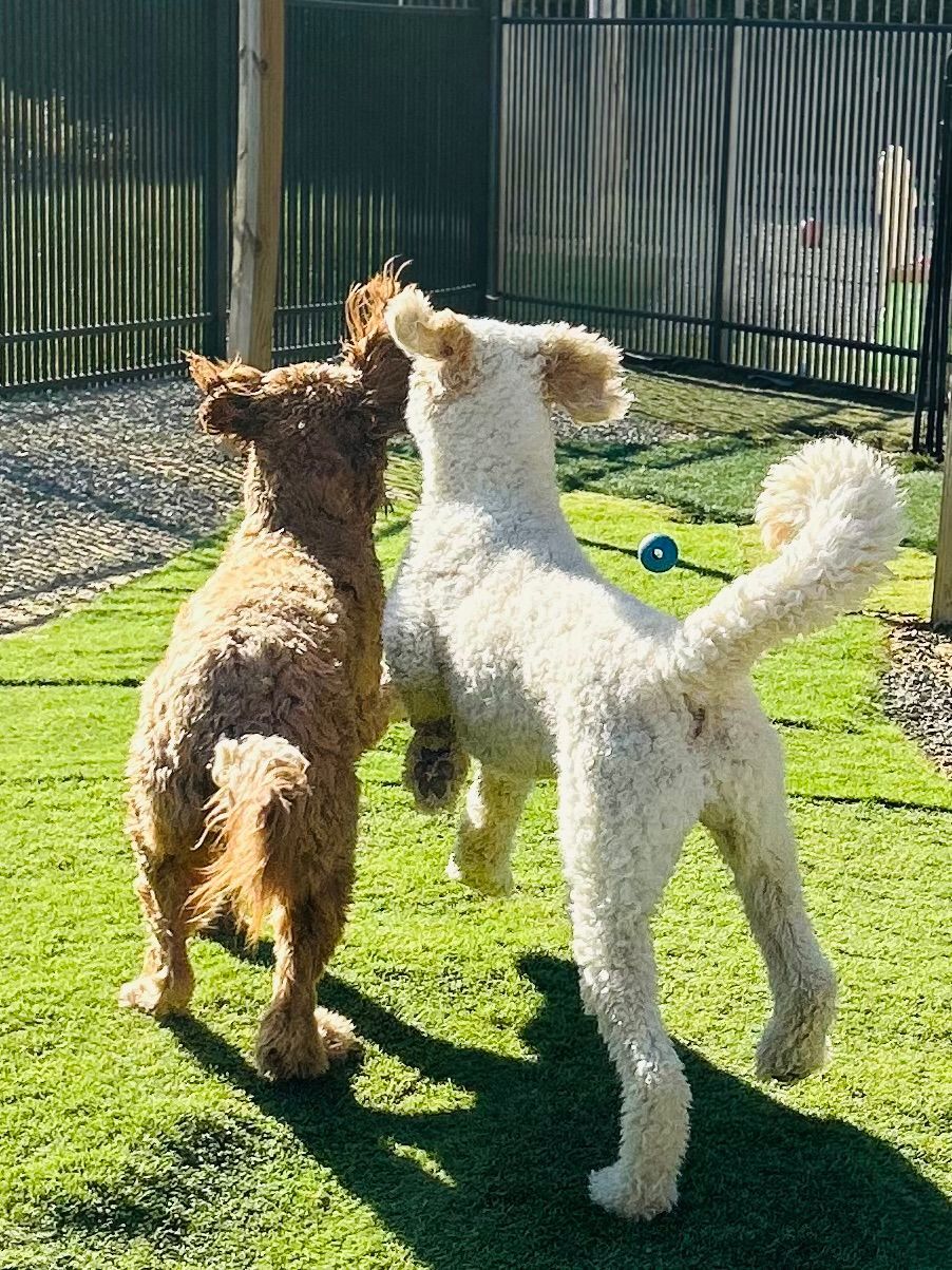 dogs playing