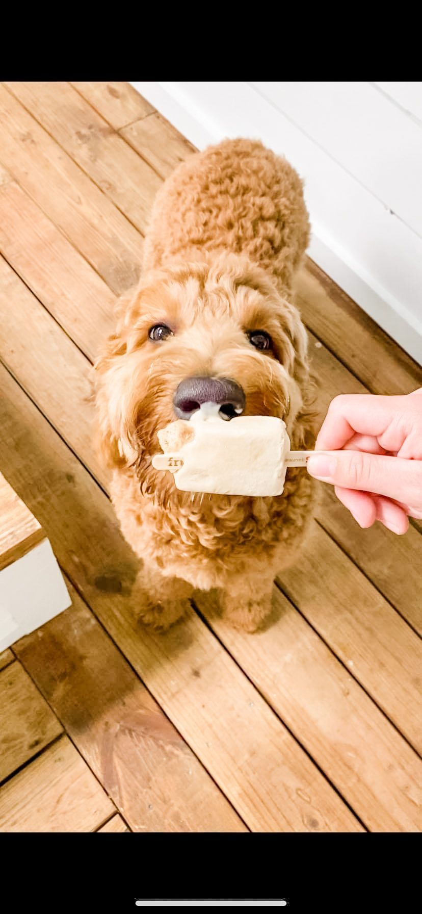 popsicle