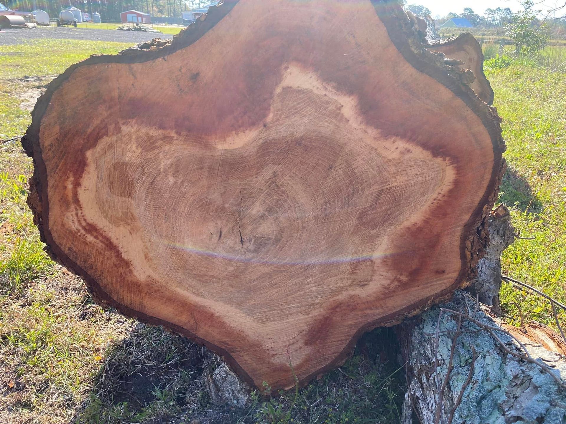 A close-up of a large, freshly cut tree stump resting in a grassy, sunlit field.