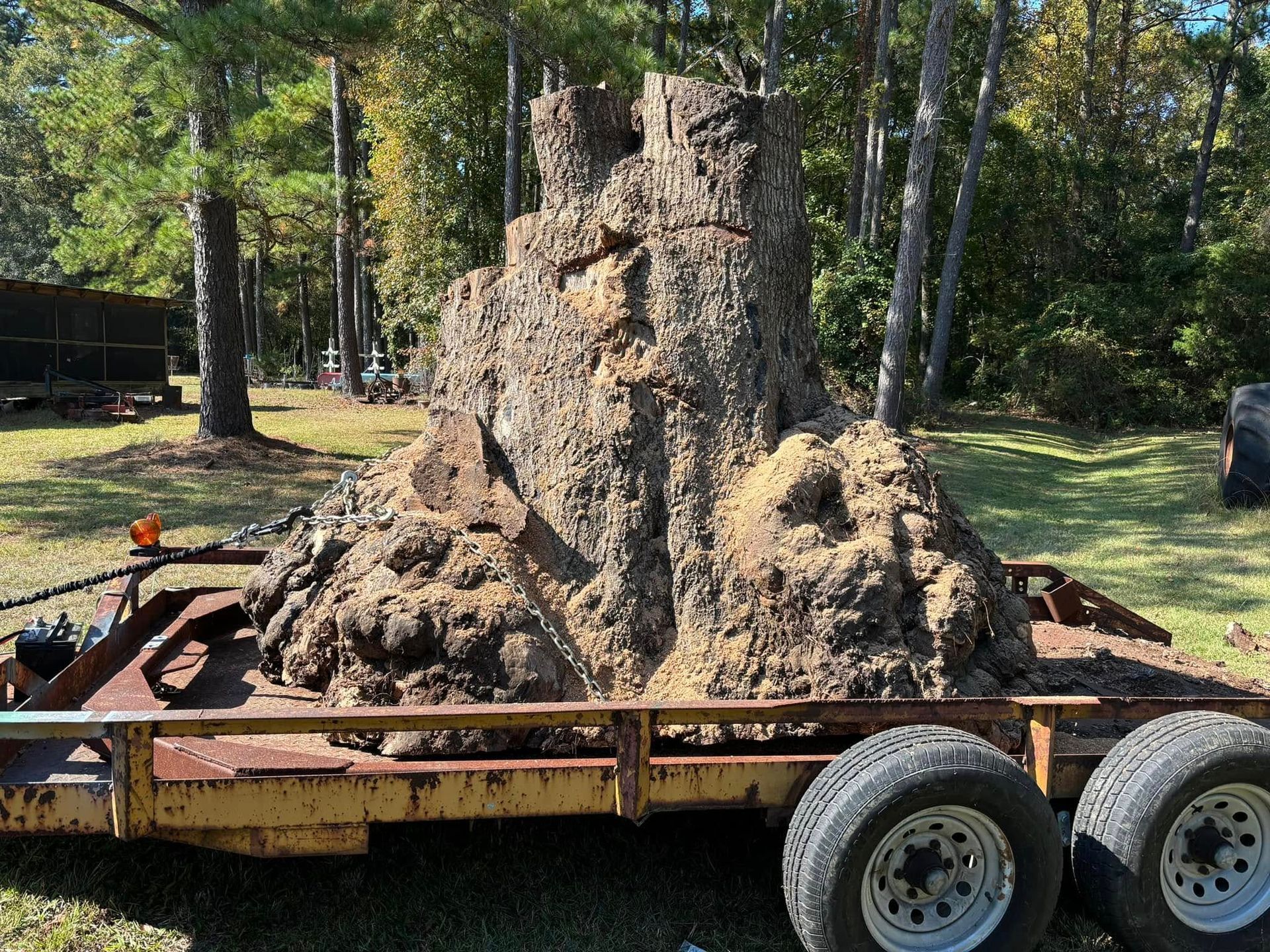 A large, rugged tree stump with extensive burls sits on a flatbed trailer in a grassy, wooded area.