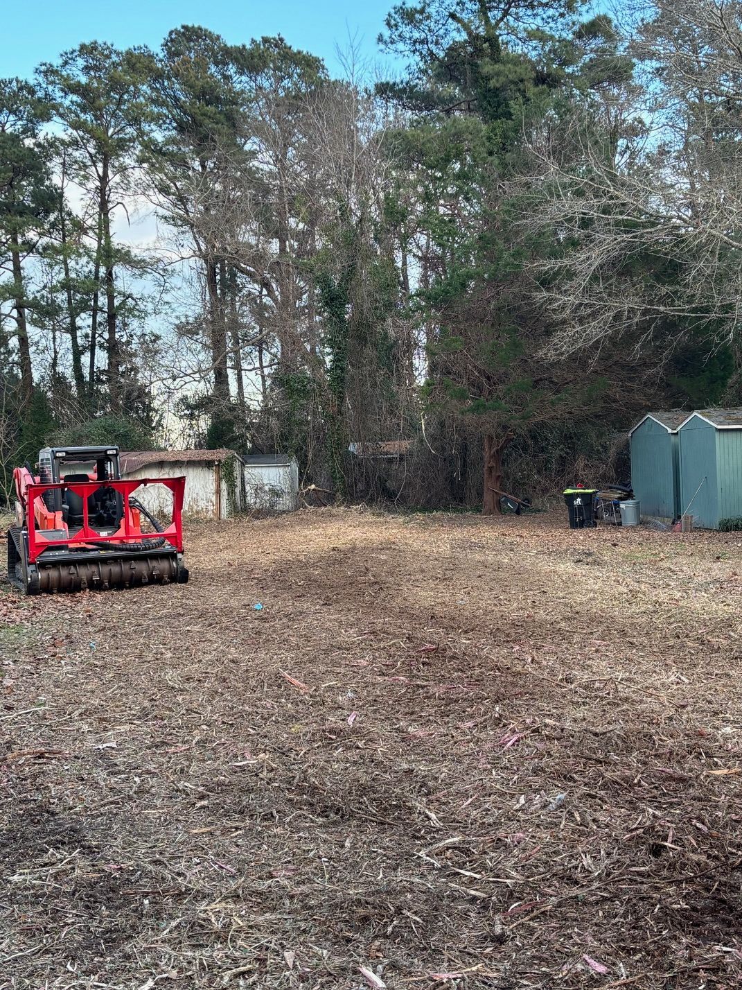 A red skid steer with a forestry mulcher attachment clears brush in a woodland lot near two small storage sheds.