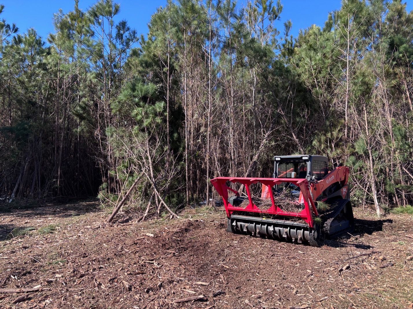 A red skid steer with a forestry mulcher attachment clears brush in front of a dense pine forest on a sunny day.
