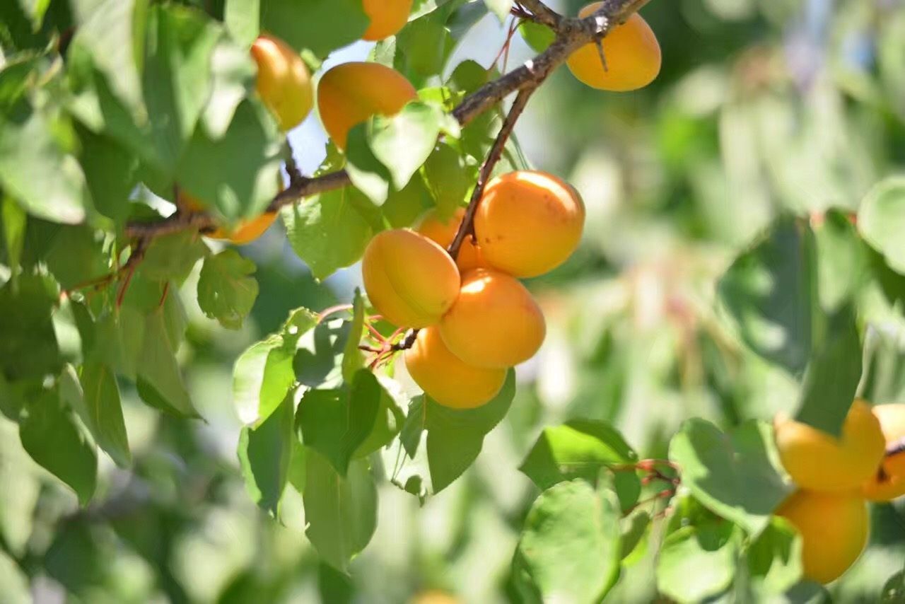 Albicocche che maturano sul ramo di un albero, con frutti giallo-arancio e foglie verdi.