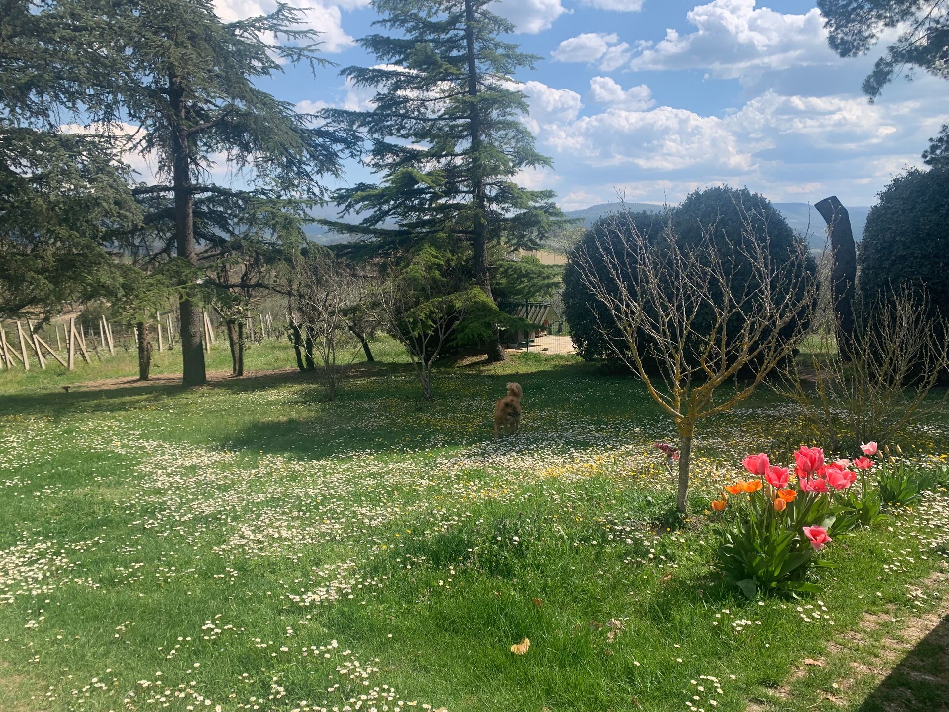 Un giardino soleggiato con erba verde, alberi e margherite. Tulipani rosa in fiore. Un cagnolino è in mezzo al prato.