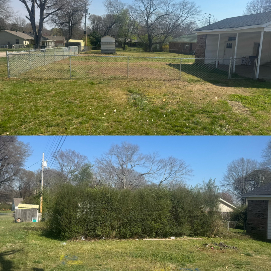 A side-by-side comparison of a backyard showing a chain-link fence before and after a tall evergreen hedge was planted.