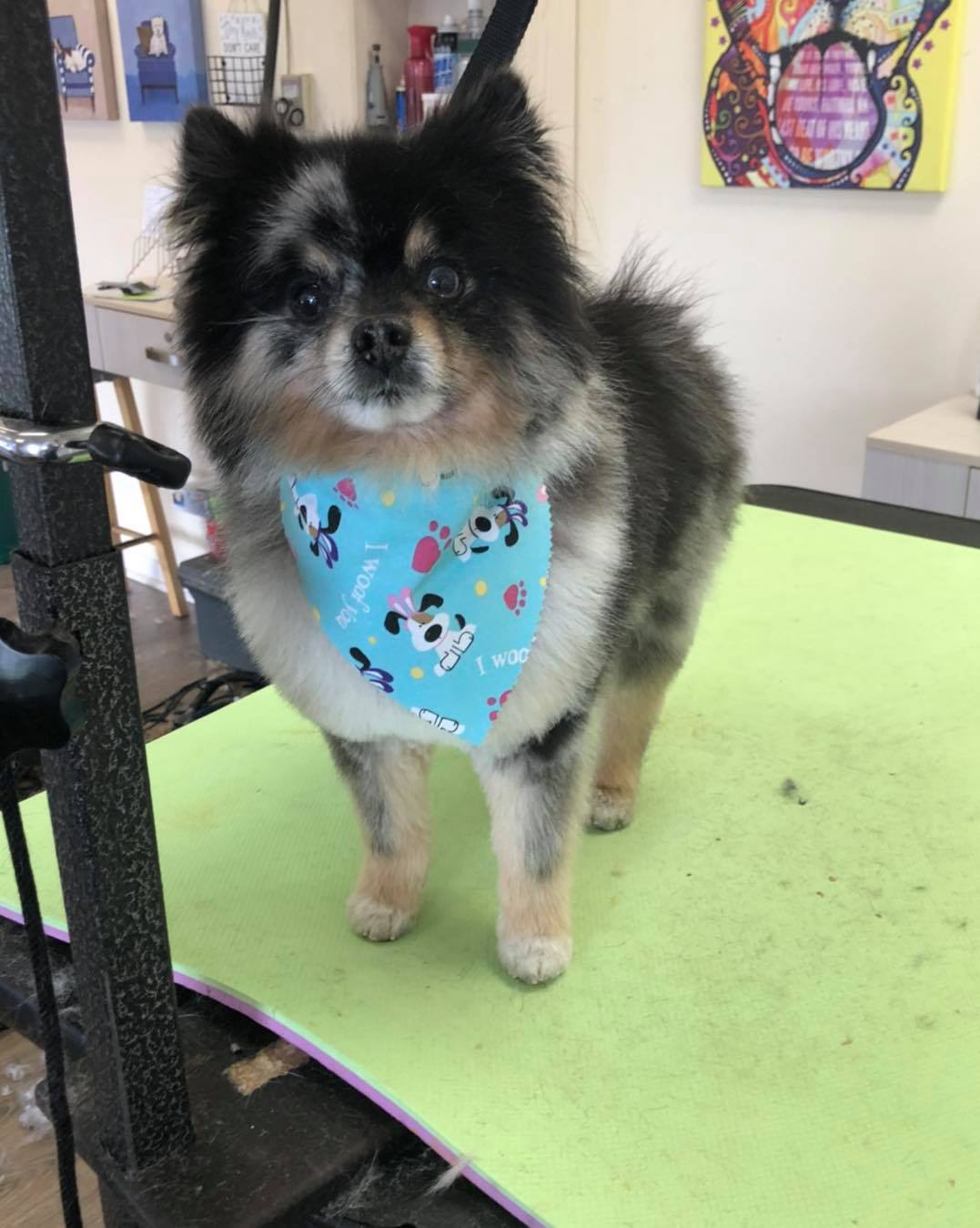 Fully Groomed Dogs Toms River, NJ Salty Dog Grooming