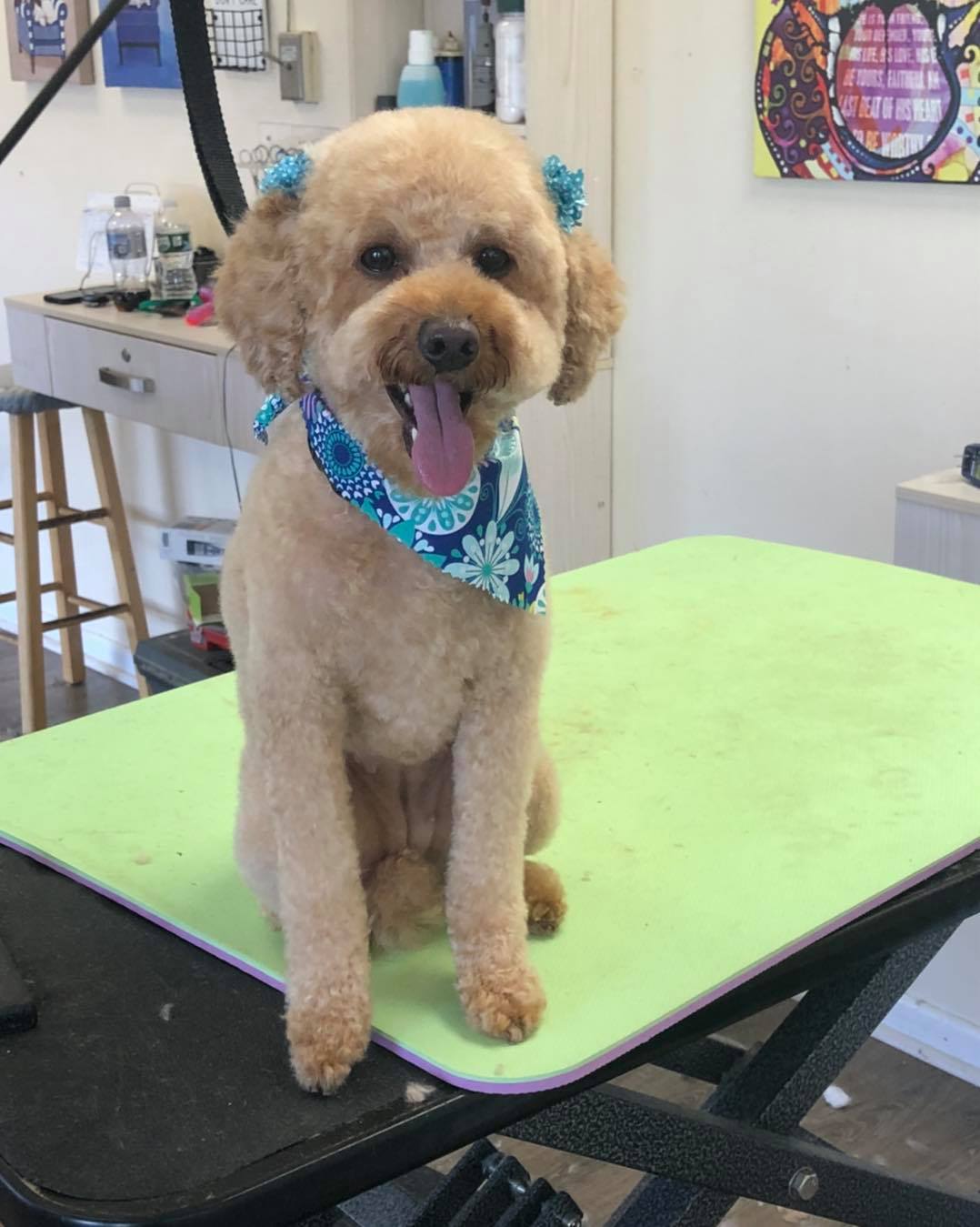 Fully Groomed Dogs Toms River, NJ Salty Dog Grooming