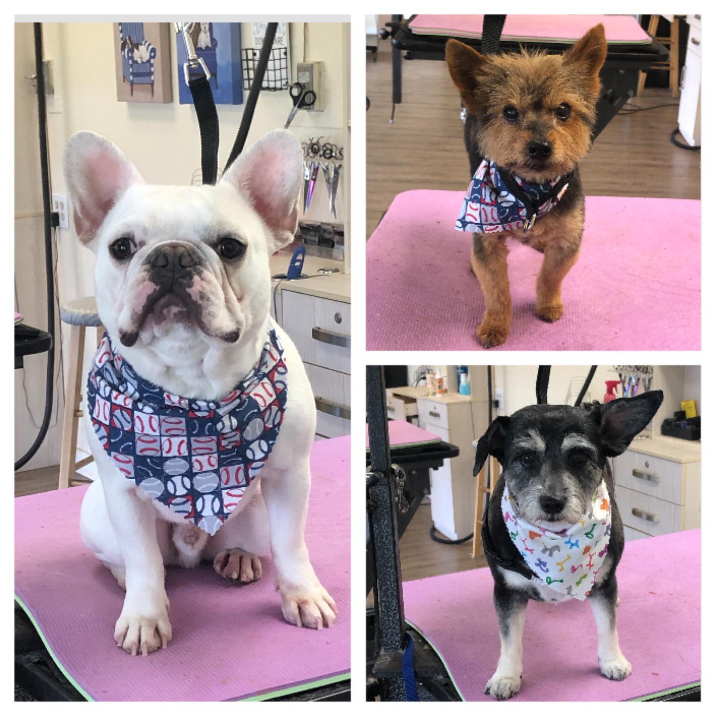 Fully Groomed Dogs Toms River, NJ Salty Dog Grooming