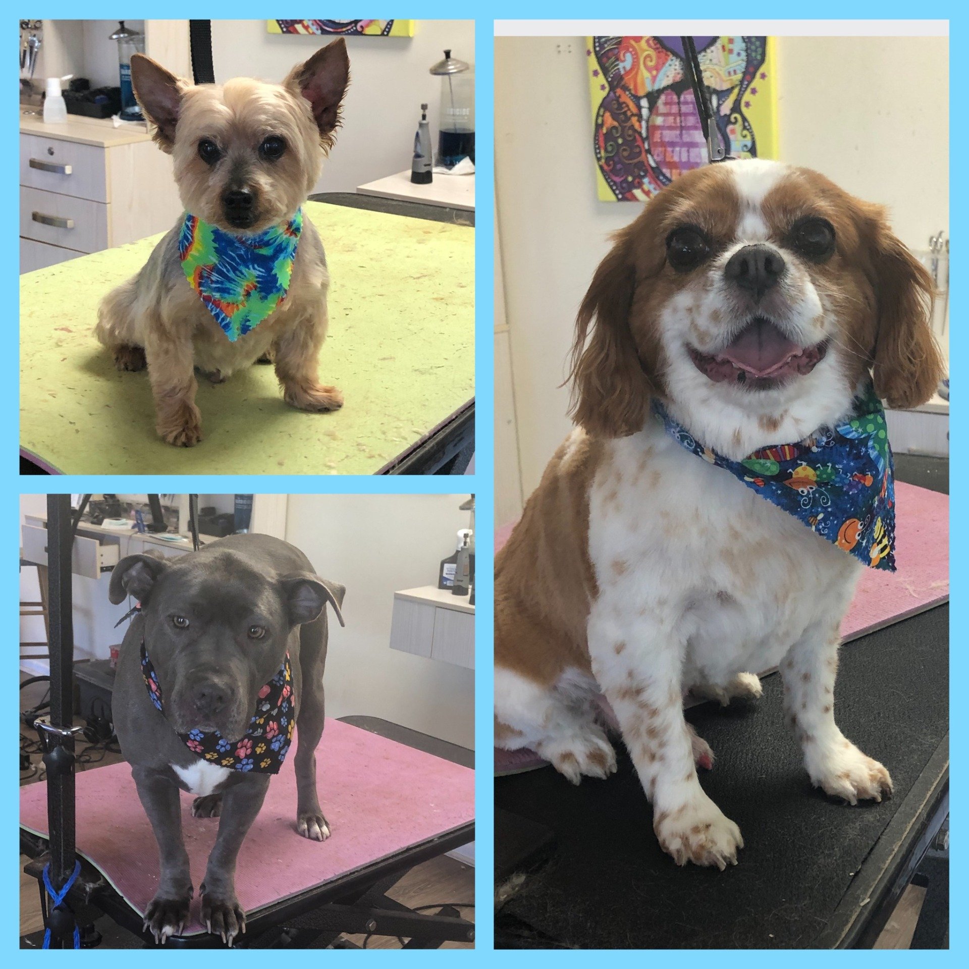 Fully Groomed Dogs Toms River, NJ Salty Dog Grooming
