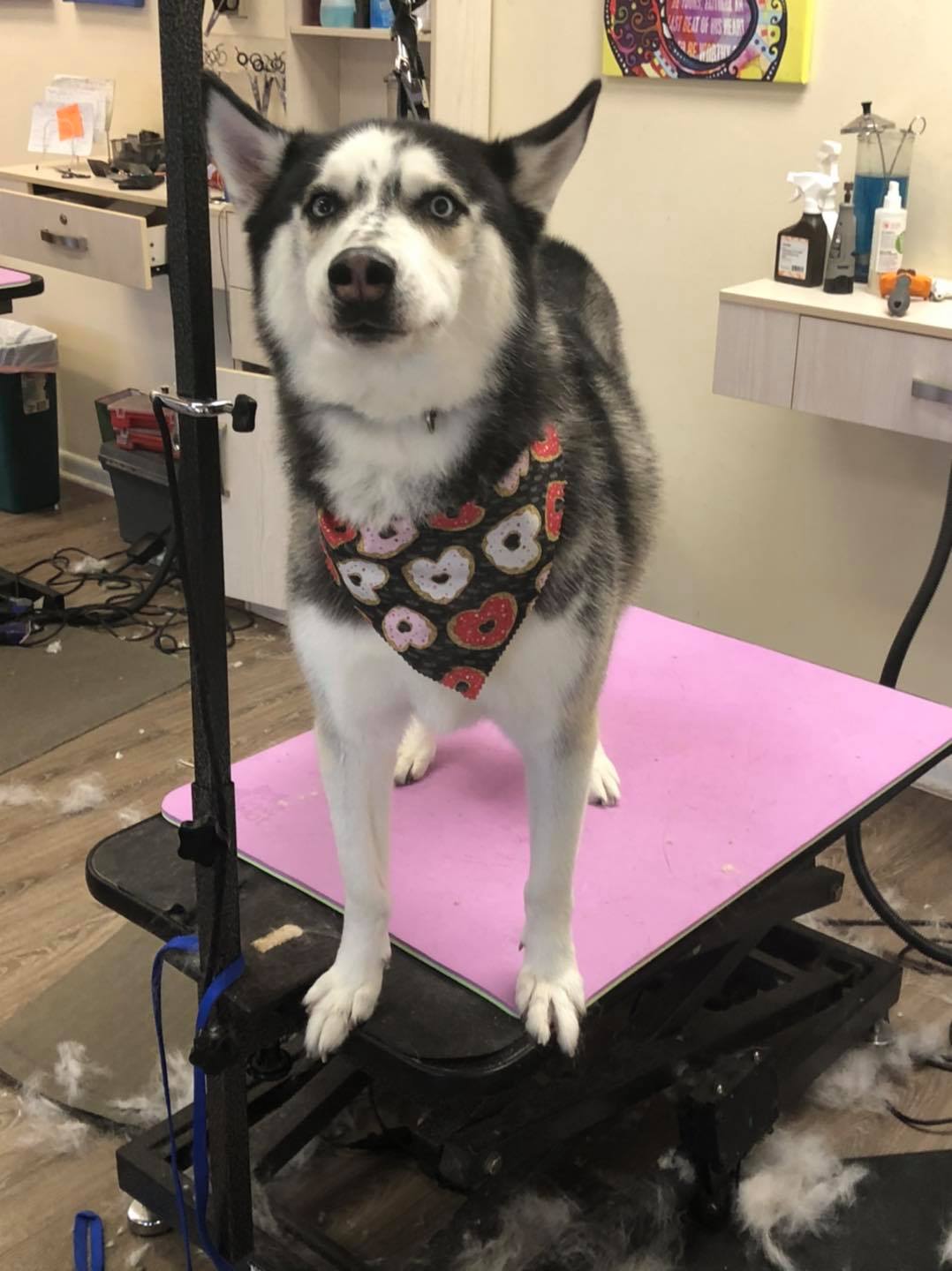 Black and White Coat Husky – Toms River, NJ – Salty Dog Grooming