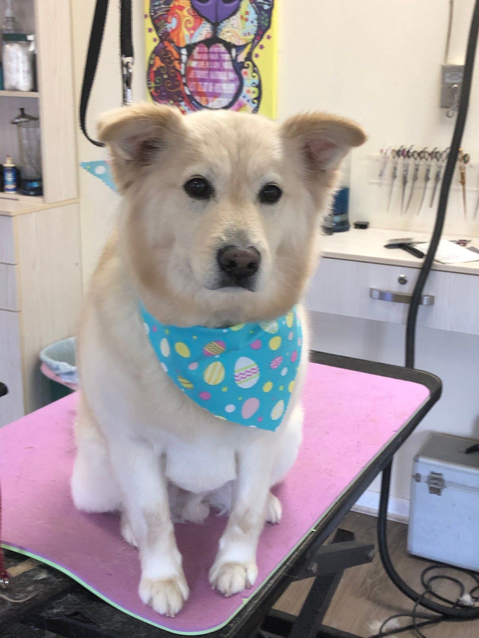 White Cream Dog with Easter Egg Bandana – Toms River, NJ – Salty Dog Grooming
