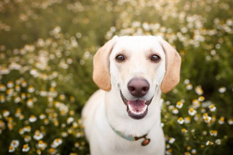 Dog in the Field of Flowers – Toms River, NJ – Salty Dog Grooming Dog in the Field of Flowers – Toms River, NJ – Salty Dog Grooming