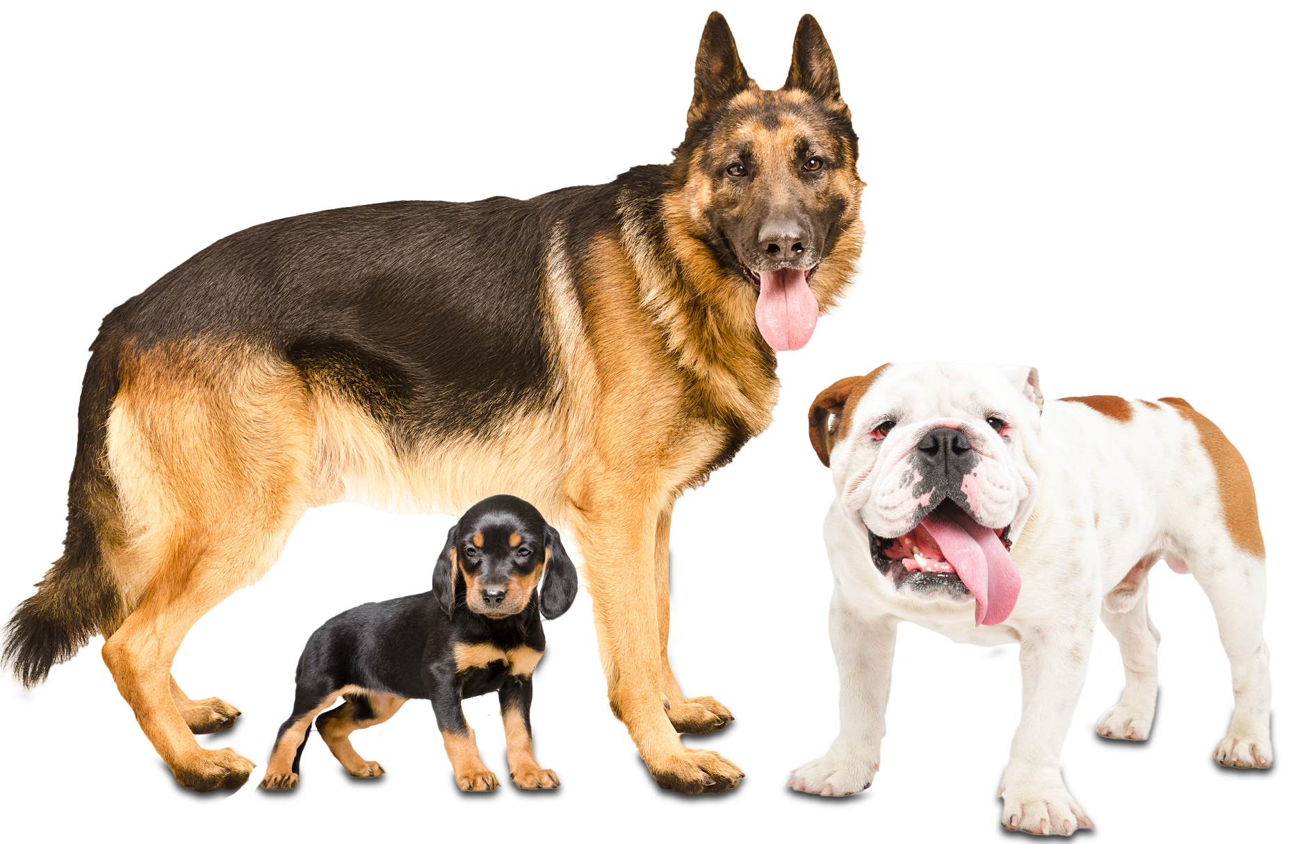 Three Dogs Standing Together – Toms River, NJ – Salty Dog Grooming