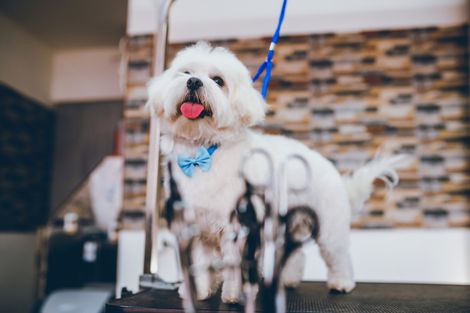 White Maltese Dog at Grooming Salon – Toms River, NJ – Salty Dog Grooming White Maltese Dog at Grooming Salon – Toms River, NJ – Salty Dog Grooming