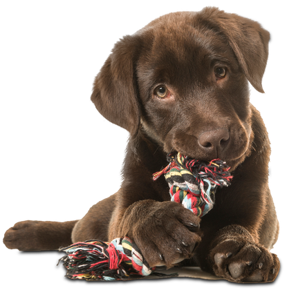 Brown Labrador Retriever Puppy – Toms River, NJ – Salty Dog Grooming Brown Labrador Retriever Puppy – Toms River, NJ – Salty Dog Grooming
