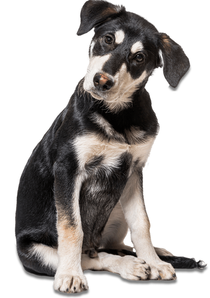 Crossbreed Dog Black and White – Toms River, NJ – Salty Dog Grooming Crossbreed Dog Black and White – Toms River, NJ – Salty Dog Grooming