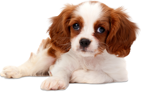 Cavalier King Charles Spaniel – Toms River, NJ – Salty Dog Grooming Cavalier King Charles Spaniel – Toms River, NJ – Salty Dog Grooming