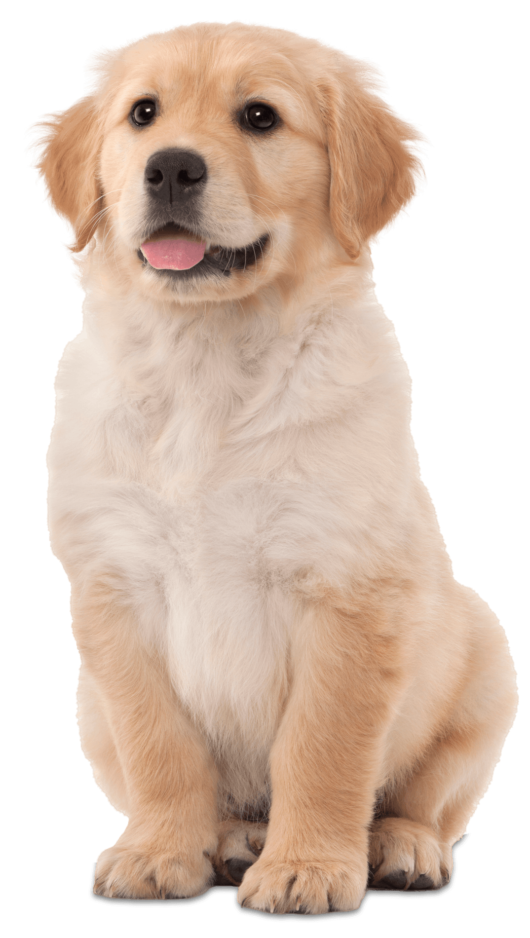 Golden Retriever Puppy – Toms River, NJ – Salty Dog Grooming Golden Retriever Puppy – Toms River, NJ – Salty Dog Grooming