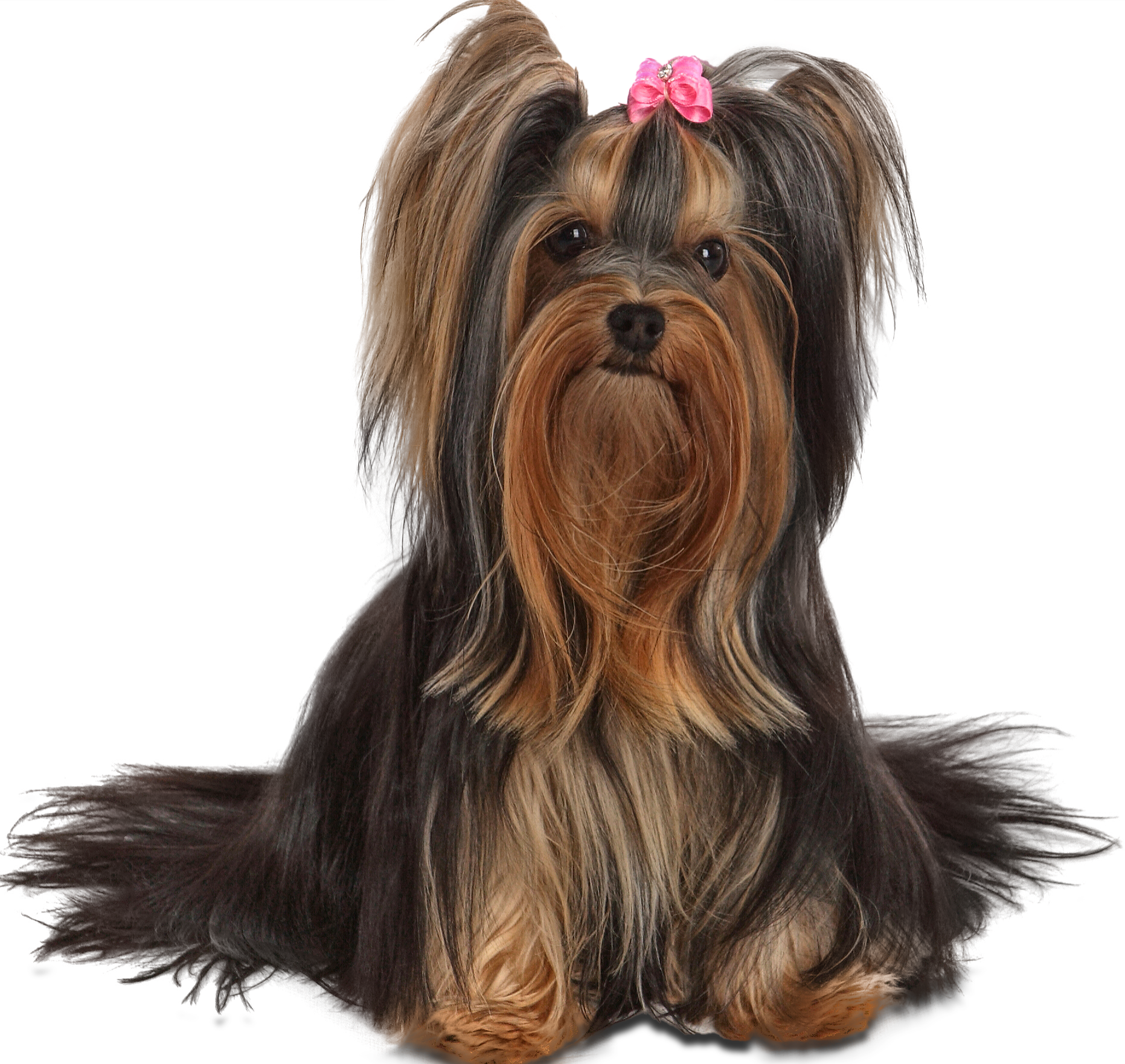 Yorkshire Terrier with a Pink Ribbon on her Head – Toms River, NJ – Salty Dog Grooming Yorkshire Terrier with a Pink Ribbon on her Head – Toms River, NJ – Salty Dog Grooming