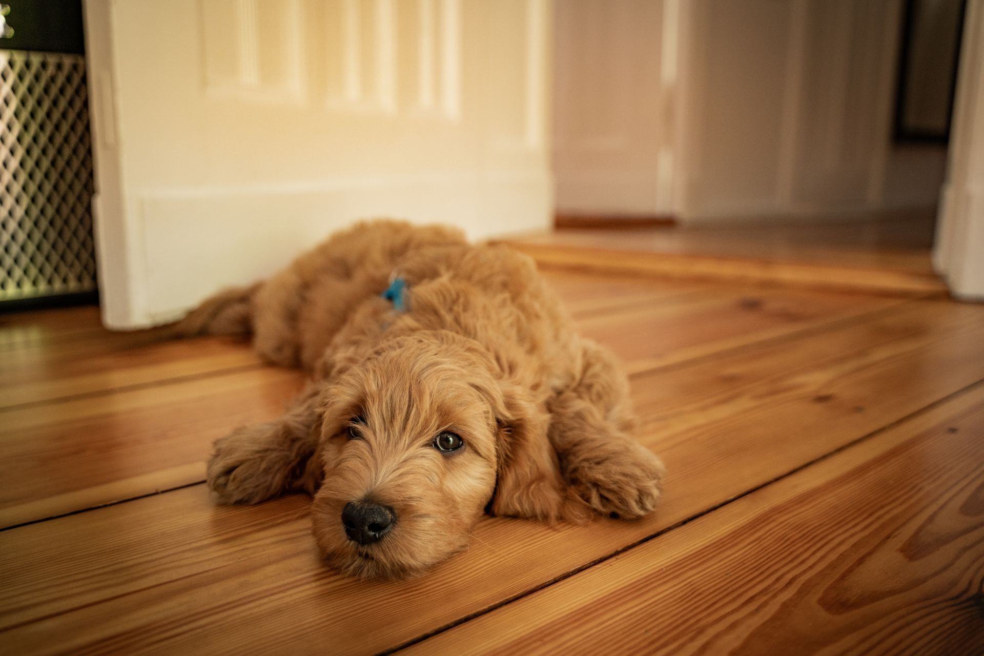Small tan puppy lying on a wooden floor in a doorway, with a blue collar tag.