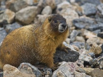 Ant — Real Estate Pest Inspection in Bend, OR