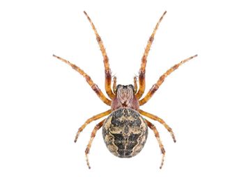 Wasp — Real Estate Pest Inspection in Bend, OR