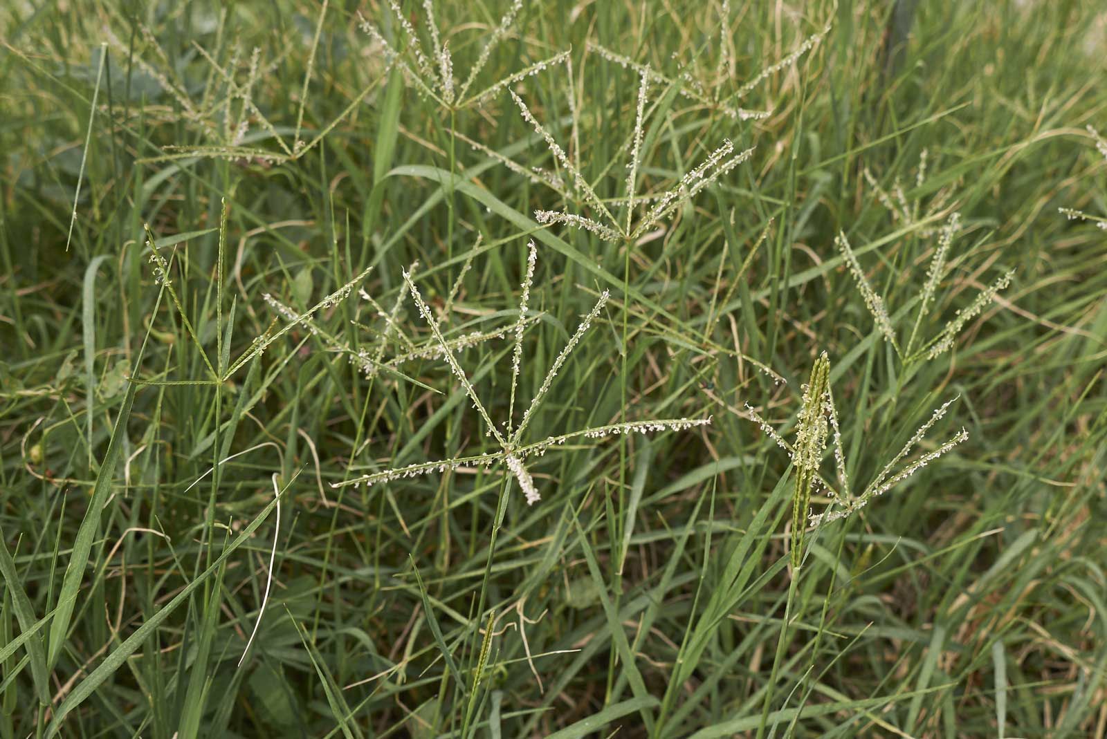 Bermuda Grass Weed Control Lawn Care with Barnes Quality Bend Or