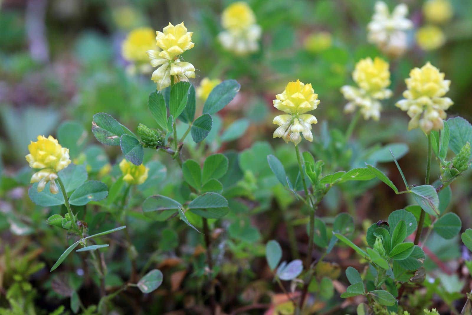 Black Medic Weed Control Lawn Care with Barnes Quality Oregon