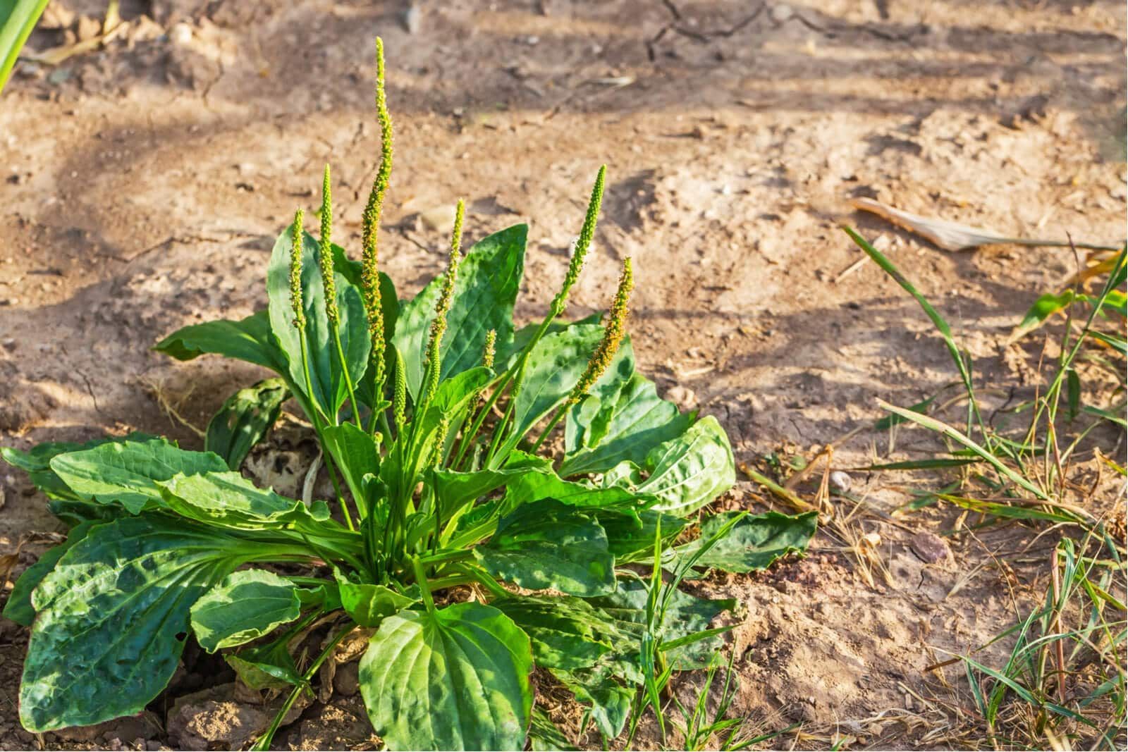 Broadleaf Plantain Grass Weed Control Lawn Care with Barnes Quality Bend Oregon