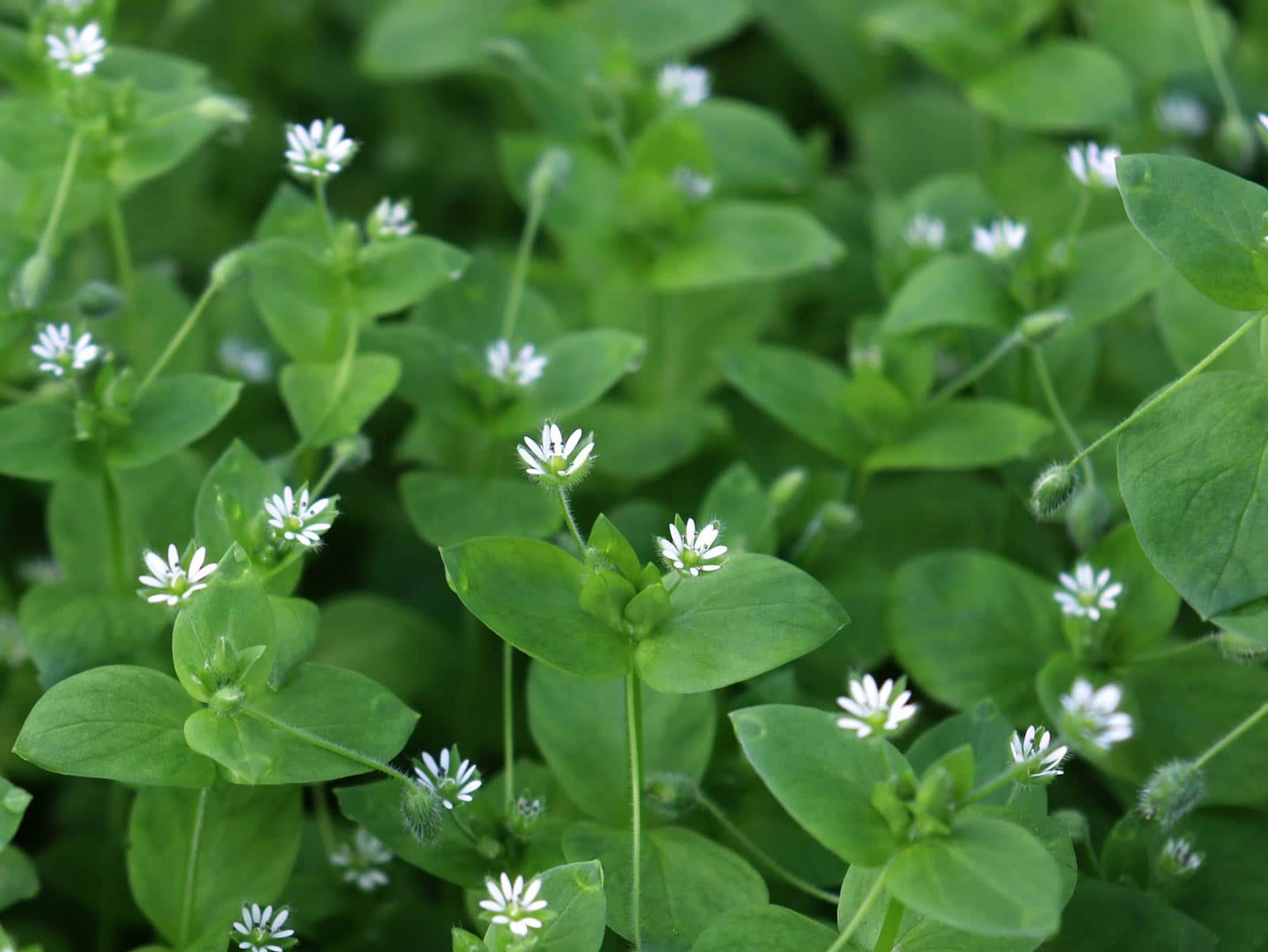 Chickweed Weed Control Lawn Care with Barnes Quality Central Oregon