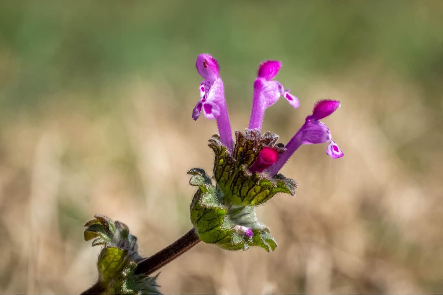 Henbit Weed Control Lawn Care with Barnes Quality Bend Oregon