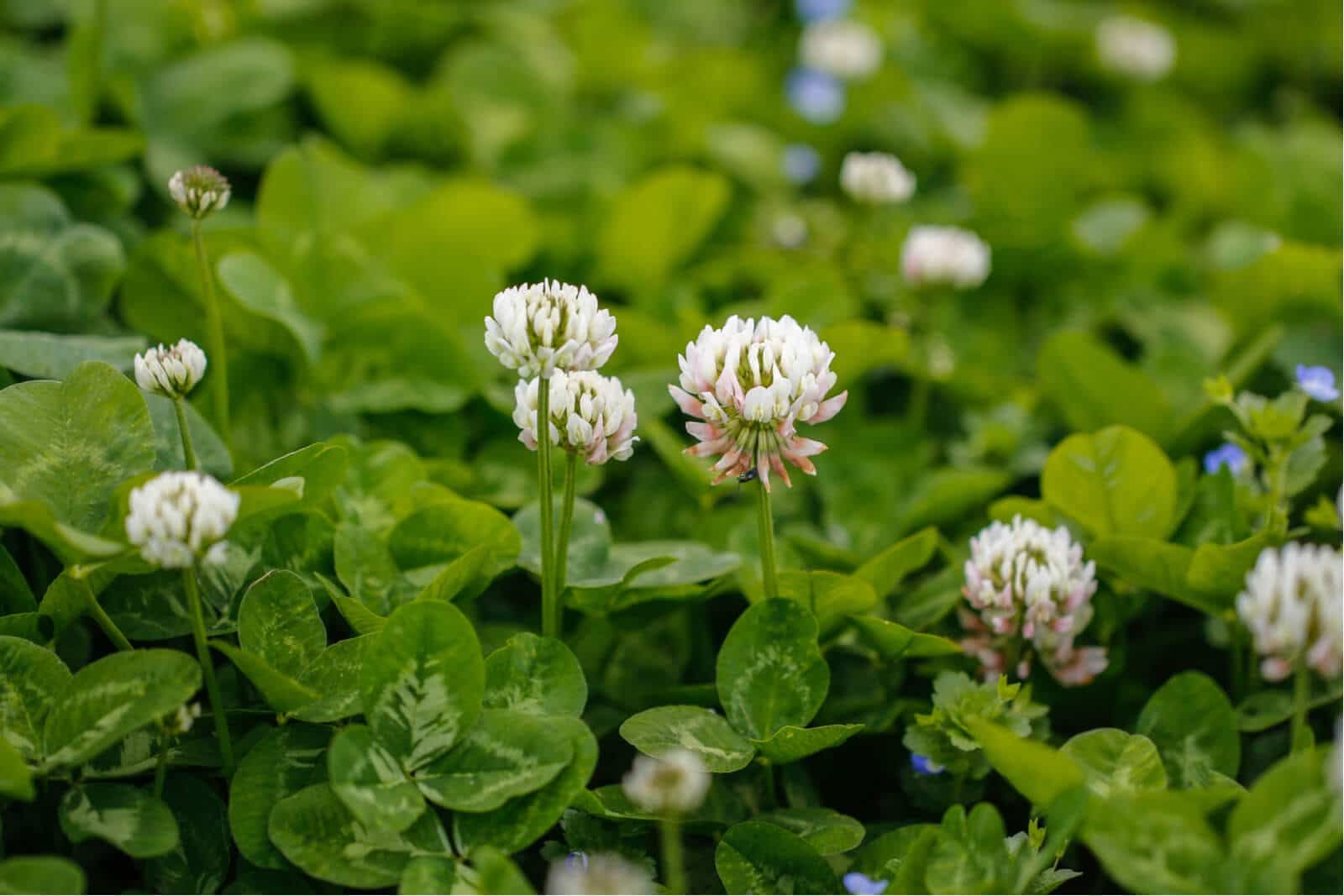 White Clover Weed Control Lawn Care with Barnes Quality