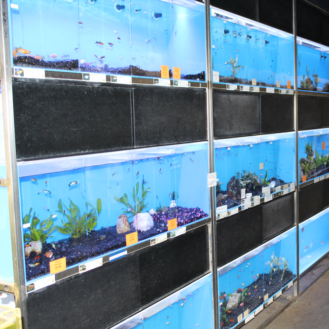 Freshwater and Saltwater Fishes Fish Tanks Kahului, HI