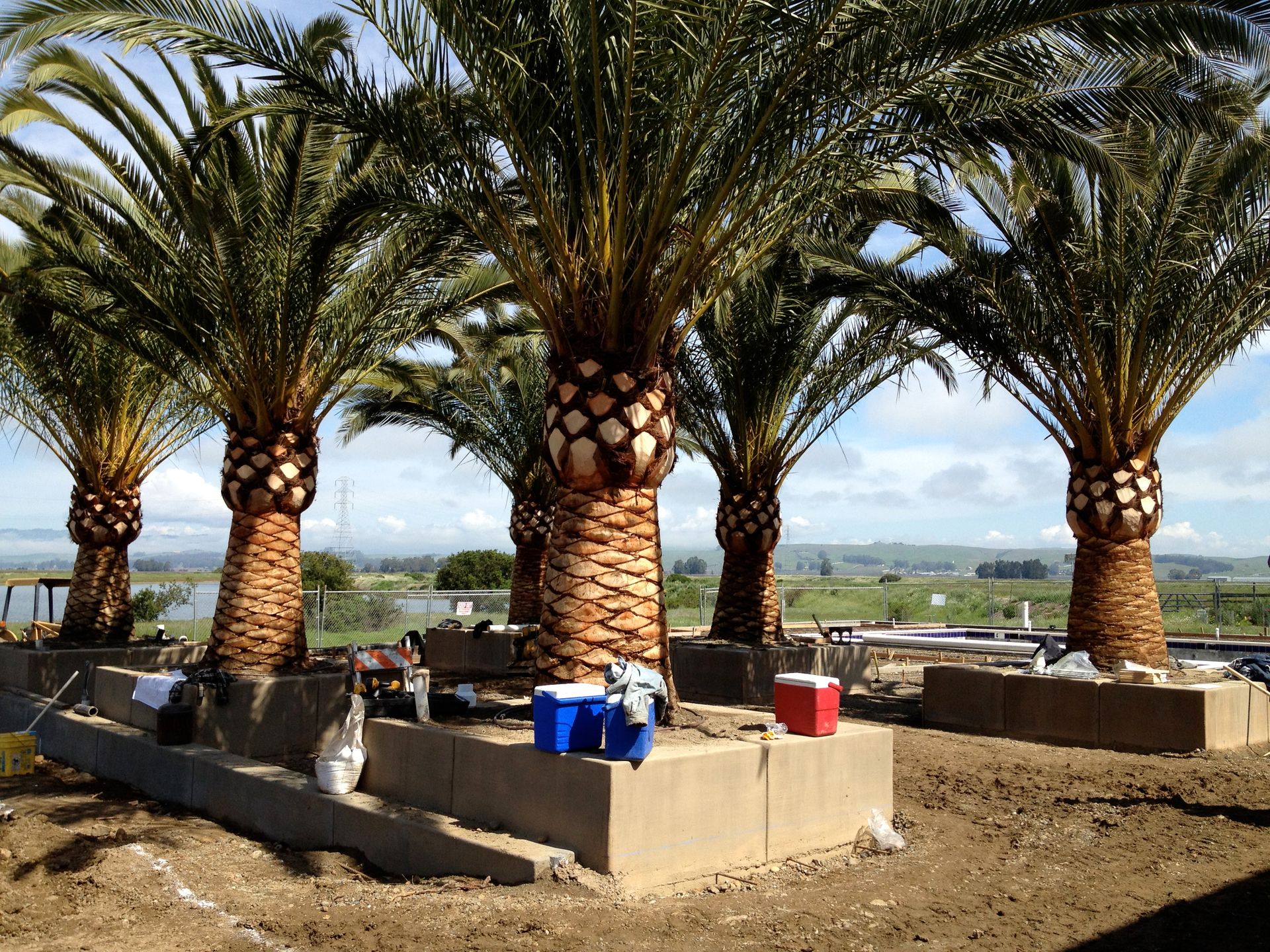 Palm Trees & Work | Palm Tree Landscaping Solutions