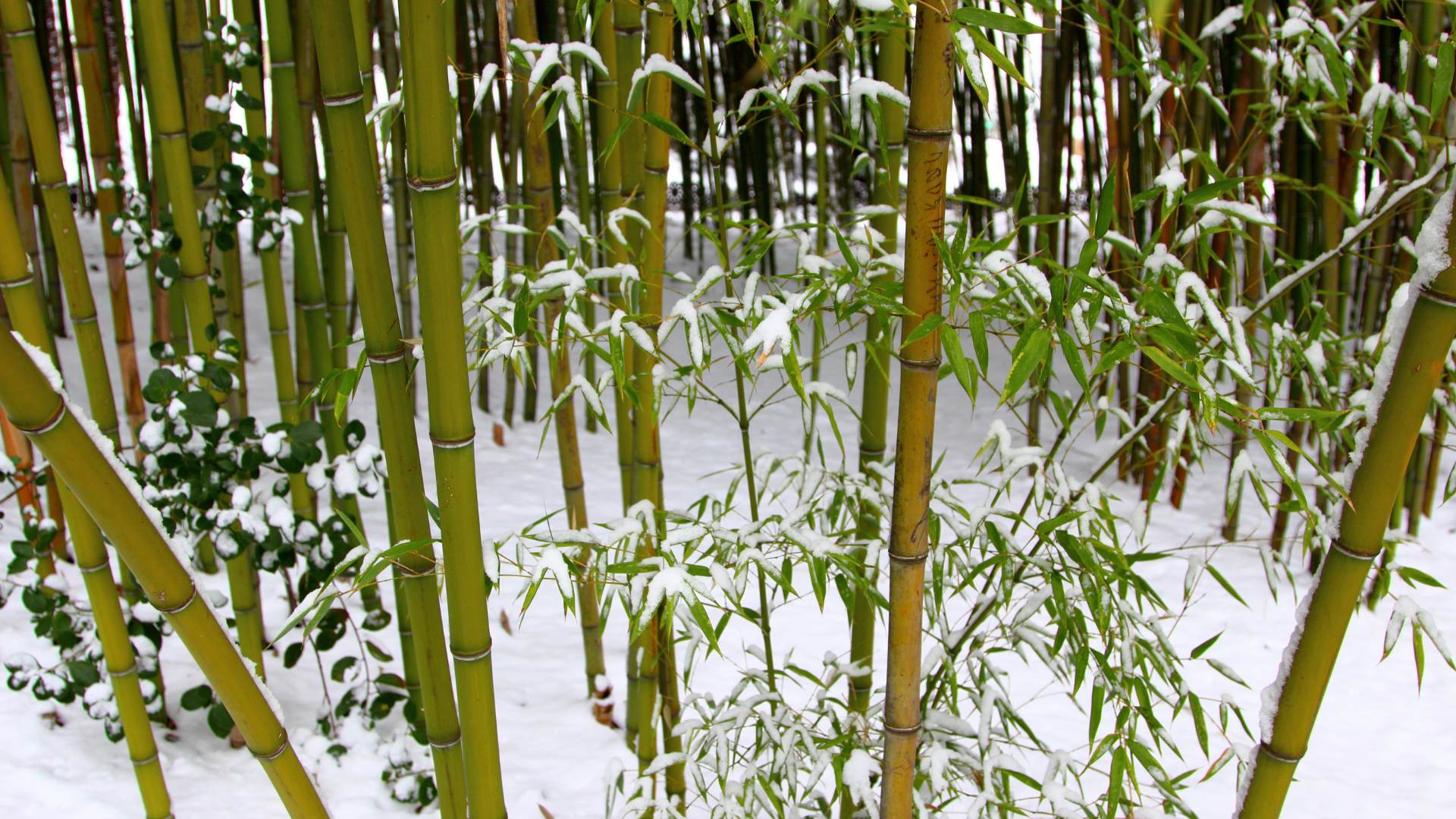 Snow-covered bamboo grove with tall green stalks and thin leaves.
