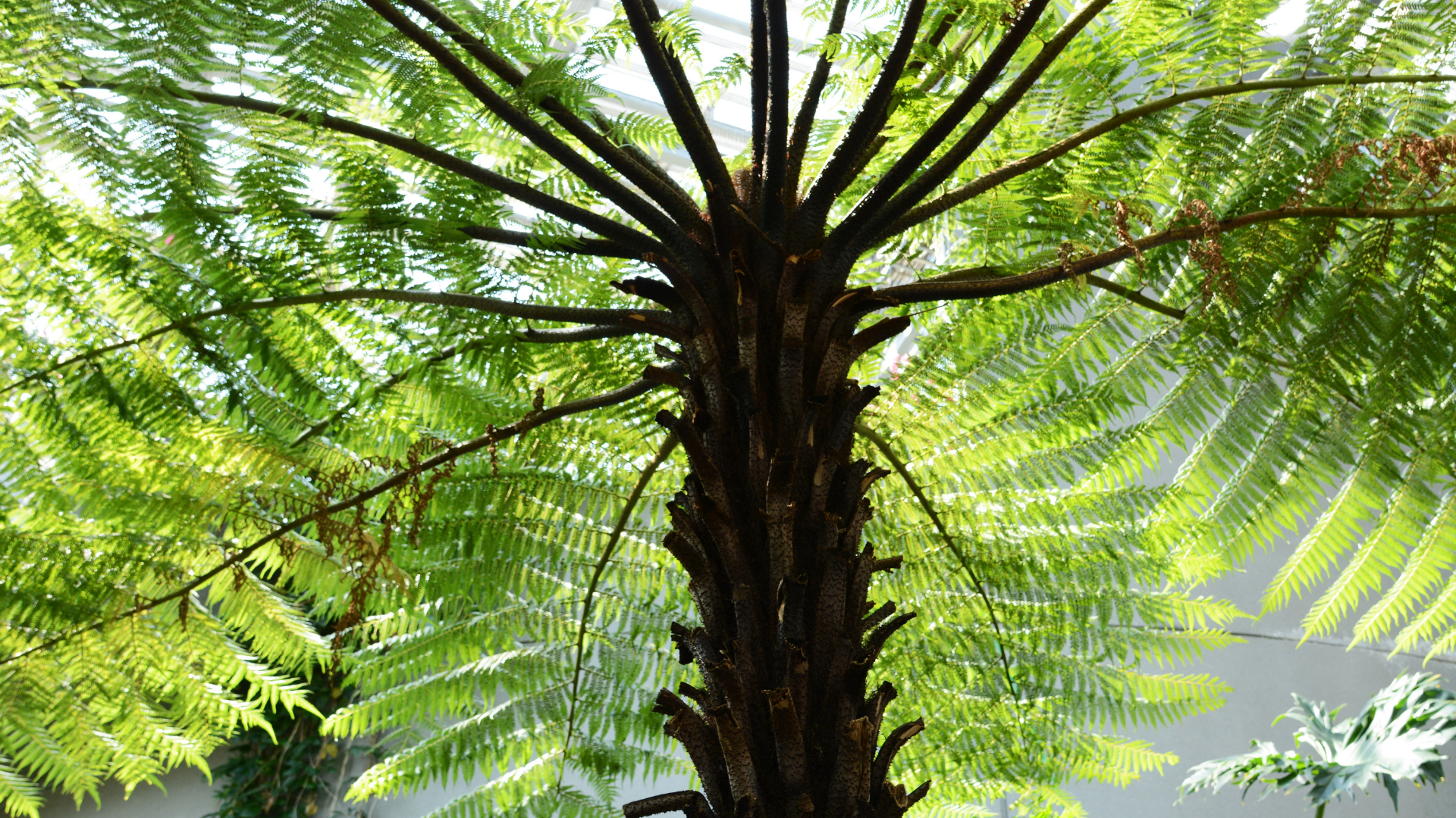 Tall tree fern with a dark trunk and bright green fronds against a soft gray background