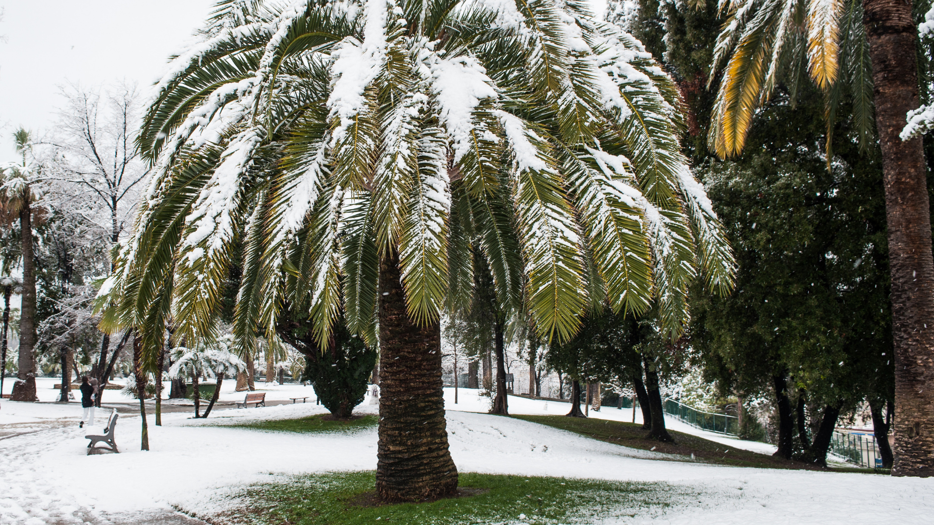 Snow-covered palm tree in a park with green grass and other trees in the background