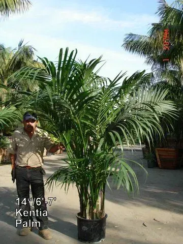 Tall potted palm tree in a nursery lot with a person standing beside it and a handwritten height label.