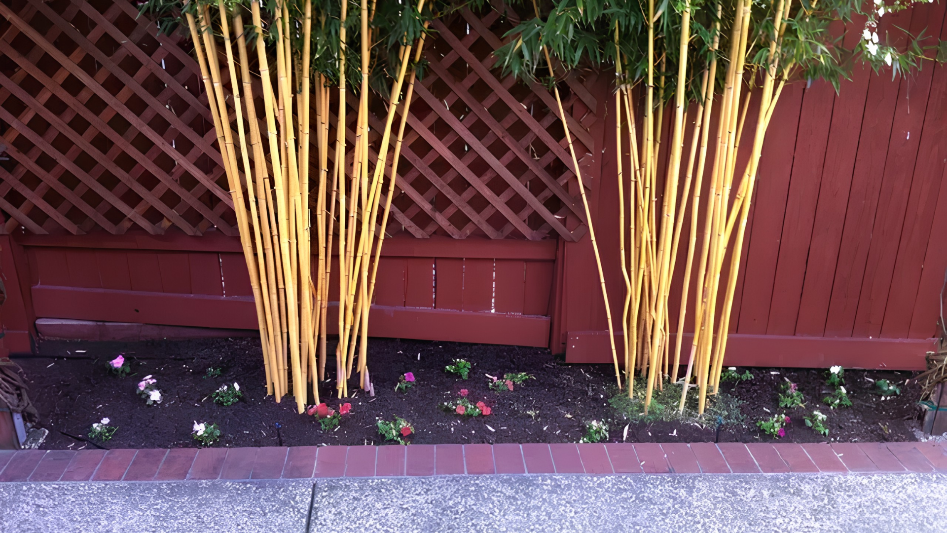 Tall yellow bamboo-like plants in front of a red wooden fence with scattered flowers and a stone border.
