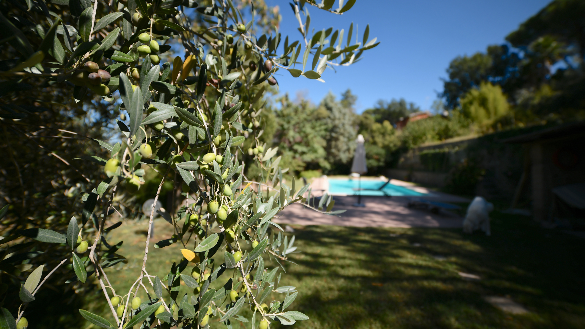 Olive tree in foreground with a backyard pool and sunlit garden in the background