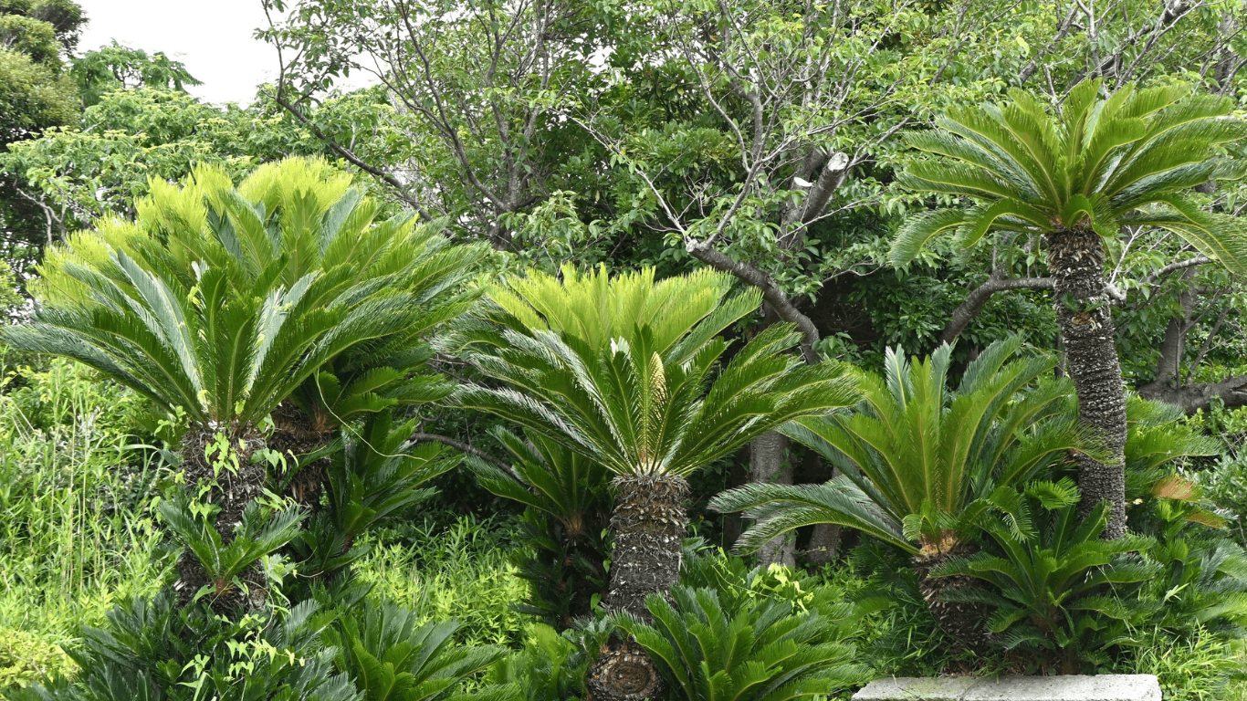 Lush tropical garden with green cycads and palm-like plants in dense foliage