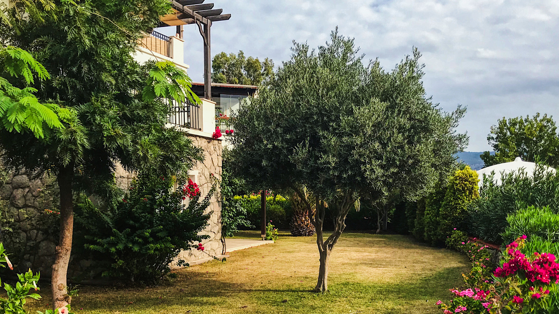 Sunny garden with a stone house, olive tree, green lawn, and pink flowers along the edge